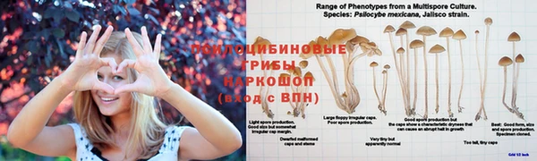 амф Инта